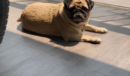 爆料人巴哥巴弟视频,揭秘事件背后惊人真相